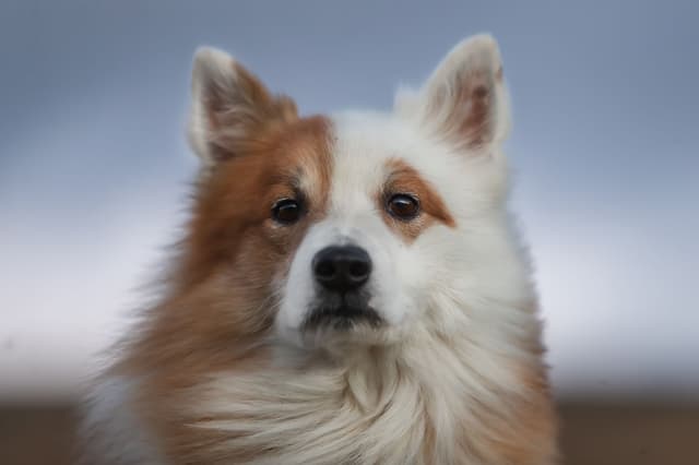 Litir íslenska fjárhundsins - skráning er hafin!