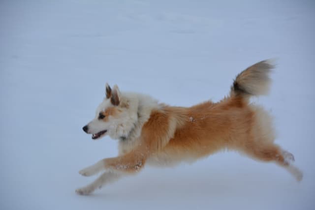 Vetraropnun Söguseturs