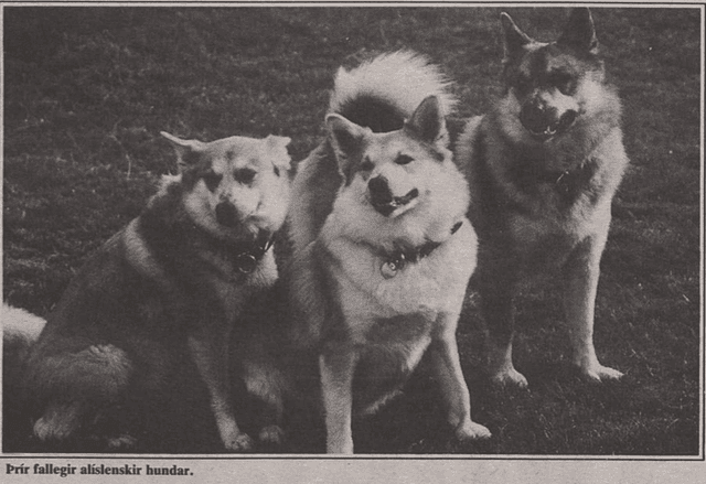 Hver er staða íslenska fjárhundsins í dag?