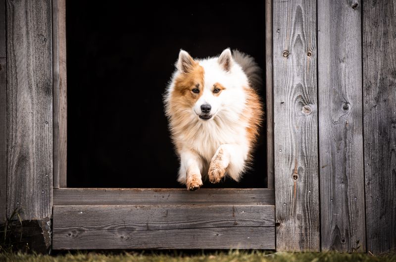 The Icelandic Sheepdog